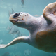 Image for article titled How turtles sense Earth's drifting magnetic field
